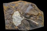 Paleocene, Fossil Ginkgo Leaf - North Dakota #161650-1